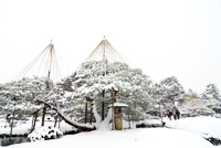 日本三大名園の一つ「兼六園」の雪吊り
