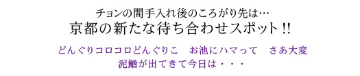 #25 京都（どんぐり橋）
