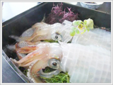 イカの刺身は今が旬！
